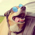 7 Pieces Dog Costume Set with Adjustable Gold Pet Chain and Funny Cute Sunglasses for Small Dogs