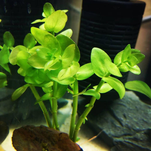 Generic Bacopa Monnieri and Hornwort Aquarium Plant Bundle- Live Freshwater Plant for Aquascaping, Low Maintenance