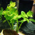 Generic Bacopa Monnieri and Hornwort Aquarium Plant Bundle- Live Freshwater Plant for Aquascaping, Low Maintenance