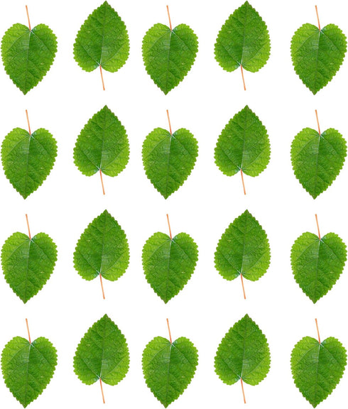 Awesome Aquatic Mulberry Shrimp Leaves - 20 pk Natural Botanical Leaf Food for Healthy Aquarium Habitat