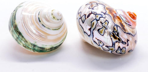 1 1 2"-2.5" Hermit Crab Shells | Turbo Shells | African Sarmaticus and Green Banded Turbo Shell | Hermit Crab House