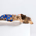 Fitwarm Cute Bear Dog Pajamas | Fleece Pet Onesie for Small Dogs, Royal Blue & Brown, XXL