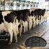 120x55x17 mm (20) Soletta Standard Cow Blocks for Dairy Cow Lameness Treatment - Maximum Grip & Support