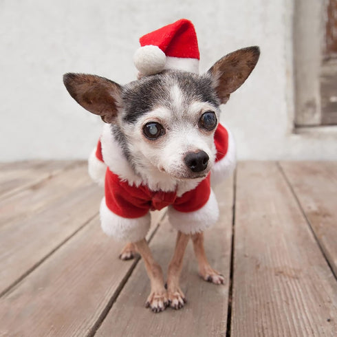 Pet Christmas Costumes, Santa Dog Clothes for Small Dogs, Boys Fall Winter Coats Puppy Kitty Hoodies