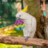 Hypeety Pet Parrot Toy - Colorful Plastic Birds Ball with Bell for Budgie, Cockatoo, Rabbit, Cat (1PC Color Random)