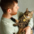 Hillban Cat Collar with Diamond Chain, Glitter Walking Metal Necklace with Secure Buckle for Small Cats (Gold, 10 Inch)