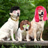 3 Pieces Dog Cosplay Wig, Cat Wigs, Classic Funny Pet Accessories Include 3 Pieces Retro Pet Round Sunglasses and 1