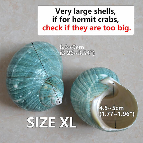 2pcs 1.8-2", (2pcs Big Hermit Crab Shells, XL Size Large Conch Opening Natural Sea Turbo Seashells for Hermit Crab