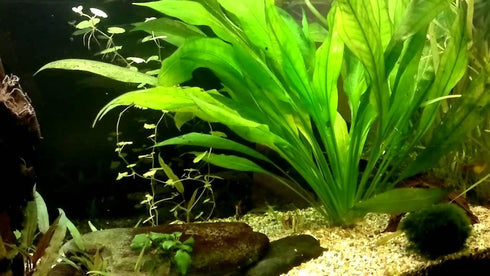Water Plants x3 Amazon Sword - Echinodorus Bleheri Plants - Live Aquarium Plant