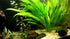 Water Plants x3 Amazon Sword - Echinodorus Bleheri Plants - Live Aquarium Plant