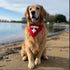 Lifeguard Dog Bandana, 53 Red, One Size