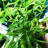 Live Pogostemon Stellatus Octopus Plant - Freshwater Aquarium Decoration
