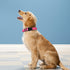 Reflective Dog Collar, Adjustable Soft Neoprene Padded Nylon Collars with Buckle for Extra Large Dogs, Hotpink, XL
