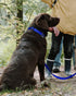 TagME Reflective Nylon Dog Collars, Adjustable Classic Collar with Quick Release Buckle for Large Dogs, Royal Blue