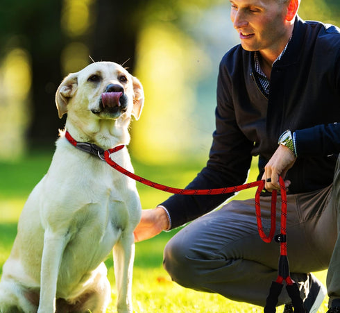 Slip Lead Dog Leash, 6 FT Heavy Duty with Comfortable Padded Handle, Highly Reflective Threads for All Dogs - Red