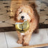 Hanukkah Gelt Coin Dog Toy, Chewdaica Oxford Material, Judaica Gifts for Dog Owners, Chanukah Décor