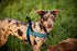 ComfortFlex Sport Harness - American Made No Pull Dog Harness for Large Dogs, Lightweight, Padded