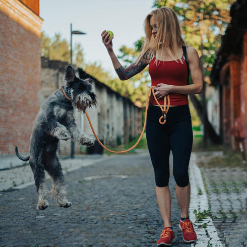Fida Durable Slip Lead Dog Leash, 6 FT x 3/8" Heavy Duty Loop Leash for Small Dogs and Puppies, Reflective (3/8",