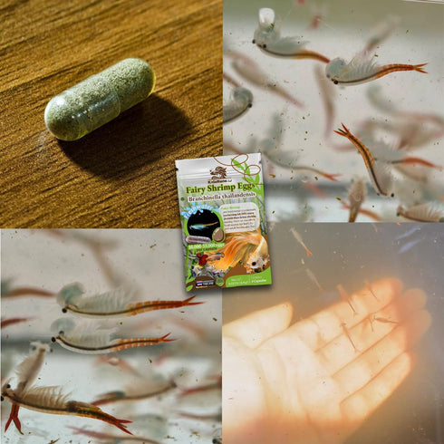 4 Freshwater Fairy Shirmp Eggs - for Hatching,High Protein Live Fish Food for Newborn Fry, Betta Fish, and Other