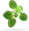 Aquarigram 12+ Leaves Water Lettuce (Dwarf) Live Floating Plant for Aquarium (Pistia stratioes)