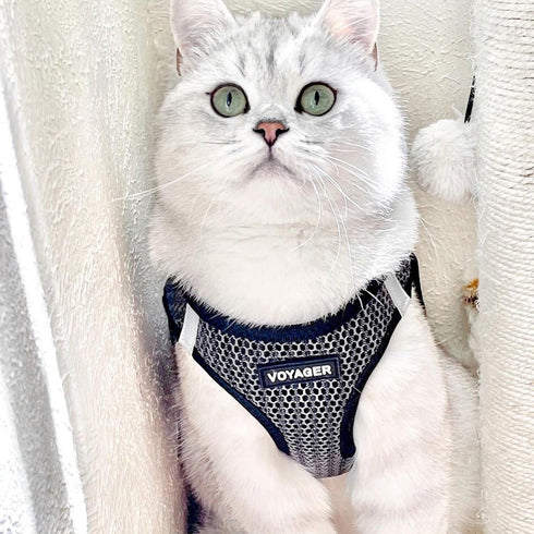 Best Pet Supplies All Weather Reflective No Pull Harness for Small, Medium Dogs, Cats - Gray 2-Tone, XS