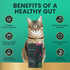 Immune 120 60 Count VetriScience Gut Health Chews, Probiotic Everyday Digestive Supplement for Cats, Pet Probiotics