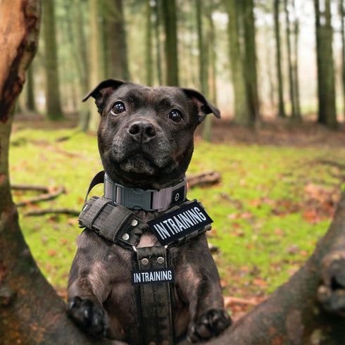 4 Pcs In Training Patch: Removable Embroidered Tactical Vest Patch for Dog Vest, Carrier, and Collar
