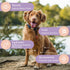 32 Packets Dog Electrolytes and Joint Supplement | Hydration Support for Dogs w/Glucosamine, Chondroitin & More |