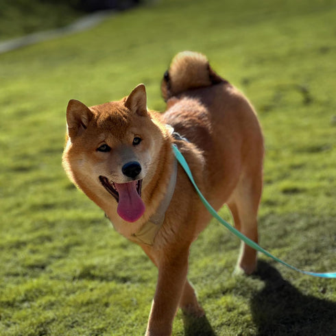 Dog Training Long Leash, Waterproof Heavy Duty Outdoor Recall Lead, 10ft 15ft 20ft 30ft 50ft, Mint Green (30FT)