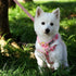 Blueberry Pet Step-in Velvety Polka Dot Flocking Dog Harness, Baby Pink, Chest Girth 26" - 39", Large, Adjustable