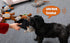 Hollypet Plush Squeaky Dog Toys, Big Armadillo Chew Toy for Small Medium Large Dogs, Dark Gray, Clean Teeth