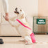 3 Pack Avont Washable Female Dog Diaper with Suspender, Reusable Girl Doggie Diapers for Small Medium Large Doggy
