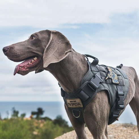 Tactical Dog Training Vest No Pull Harness - Adjustable Dog Hiking Working Vest for Dogs (Grey, Medium)