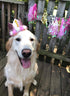 PET SHOW Pink Crown Dog Birthday Party Hat for Girls, Reusable Headband with 0-9 Figures Charms, Pack of 1