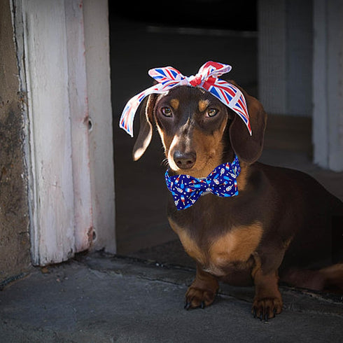 Lionheart Glory American Flag Dog Collar, Heavy Duty Adjustable Patriotic Bowtie Collar for Large Dogs