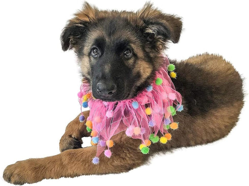 Midlee Pink Birthday Pom Pom Dog Collar, Medium Size