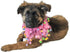 Midlee Pink Birthday Pom Pom Dog Collar, Medium Size