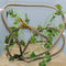 Coolrunner 8FT Reptile Vines and Flexible Leaves with Suction Cups Jungle Climber Habitat Decor for Lizards, Gecko
