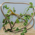 Coolrunner 8FT Reptile Vines and Flexible Leaves with Suction Cups Jungle Climber Habitat Decor for Lizards, Gecko