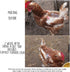 (2 Pampered Chicken Mama Molting Supplement for Chickens: Fluffiest Feathers Ever Backyard Chicken Feed and Supplies