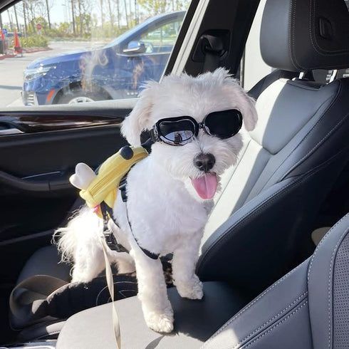 Enjoying Dog Goggles for Small Breed, UV Protection Sunglasses, Driving Eye Protection, Black
