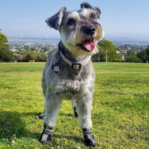 QUMY Dog Shoes for Small Dogs, Waterproof Puppy Boots & Paw Protectors for Winter Snow Day, Black 3.
