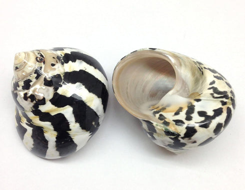 PEPPERLONELY 2 2-1/4 Inch 2-3/4 Inch PC Polished Black Magpie Turbo Sea Shell, Hermit Crab Sea Shells, ~