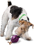 PetSafe Busy Buddy Twist 'n Treat Dog Toy for Medium and Large Breeds, Purple