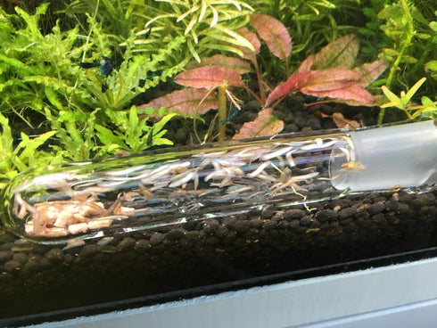 Planaria Trap, 2 Pieces Leech Trap Glass Tube for Aquarium Shrimp Tank