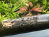 Planaria Trap, 2 Pieces Leech Trap Glass Tube for Aquarium Shrimp Tank