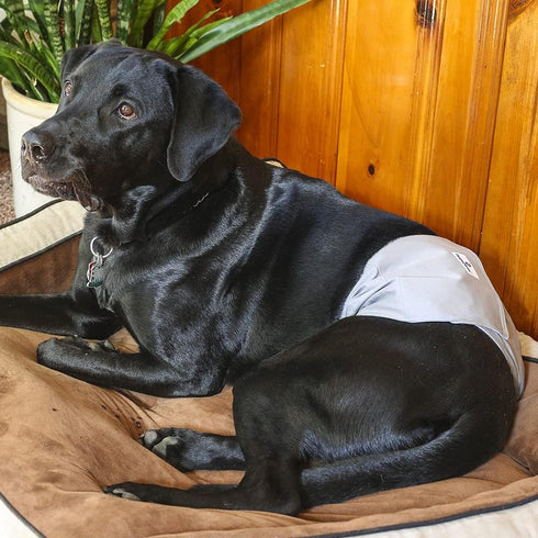 (3pack) Pet Parents Washable Belly Bands for Male Dogs + Extendrs of Durable Dog Diapers Male, Premium Male Dog Diapers