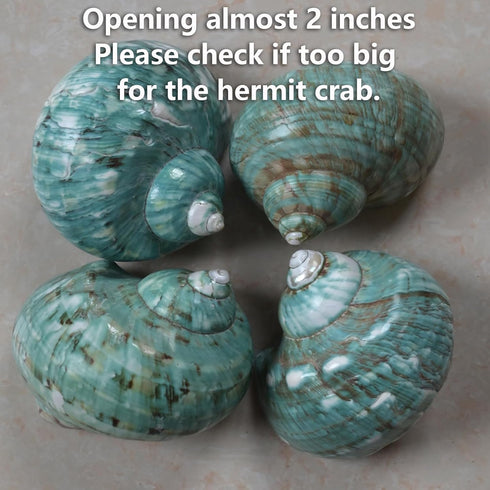 2pcs 1.8-2", (2pcs Big Hermit Crab Shells, XL Size Large Conch Opening Natural Sea Turbo Seashells for Hermit Crab