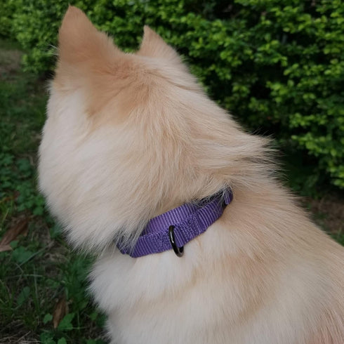 Adjustable Nylon Martingale Dog Collar, Comfort Silky Escape Proof Training Collar with Heavy Duty Metal D-Ring (Ultra