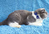 THAIN Cat Collar with Breakaway Safety Buckle, Bell and Bow Tie, Adjustable 7-11 inches, Blue Plaid Pattern for Kittens